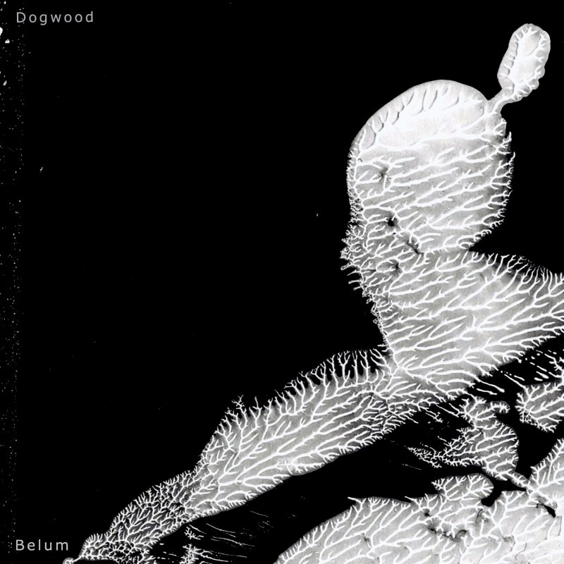 Belum Dogwood Artwork