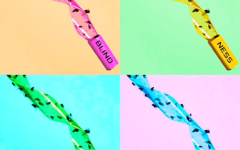 Blindness &Amp; Light Fly Paper Art